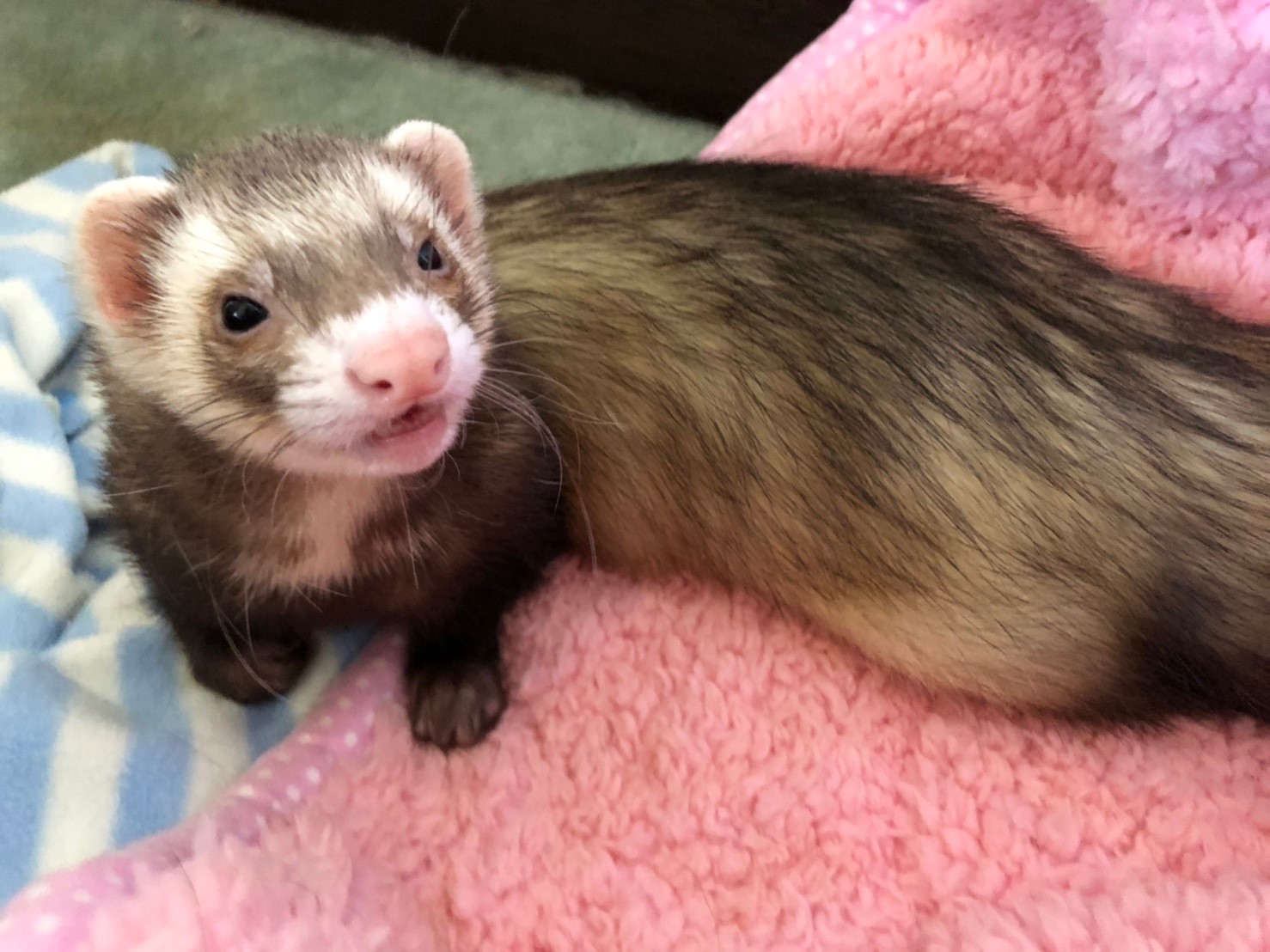 フェレットお風呂の日 頻度や気を付ける事 いきいき 生きもの