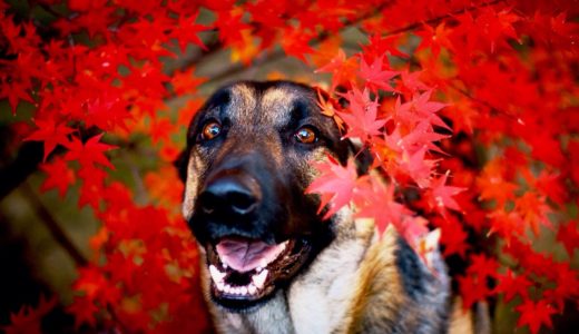 愛犬と一緒に紅葉を楽しむ方法とは？