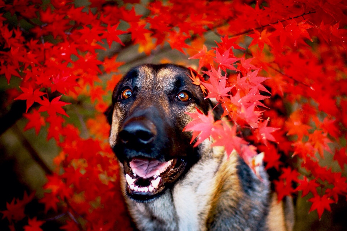 愛犬と一緒に紅葉を楽しむ方法とは？