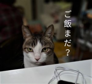 猫も認知症になるの？7歳以上のシニア猫は要チェック！  いきいき 