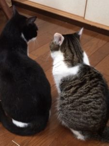 和猫と洋猫の違い  いきいき！生きもの