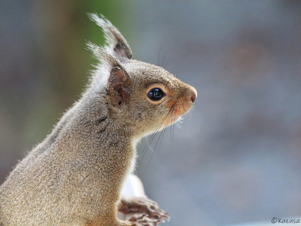 ニホンリスって衣がえをするの 軽井沢kazusaの森から 7 いきいき 生きもの