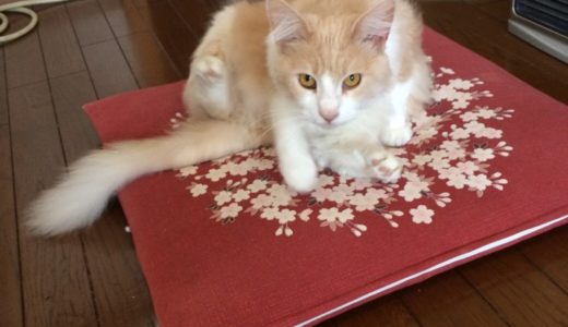 和猫と洋猫の違い