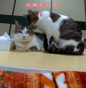 先住猫と新入り猫が仲良く暮らすには 飼い主にできること いきいき 生きもの