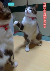 先住猫と新入り猫が仲良く暮らすには 飼い主にできること いきいき 生きもの