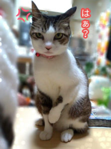 猫は感情豊かな生き物って本当 観察してみた いきいき 生きもの