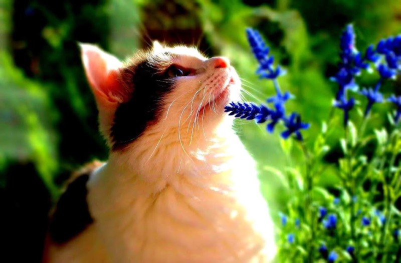 野良猫は家猫として飼える 懐くのか不安 いきいき 生きもの