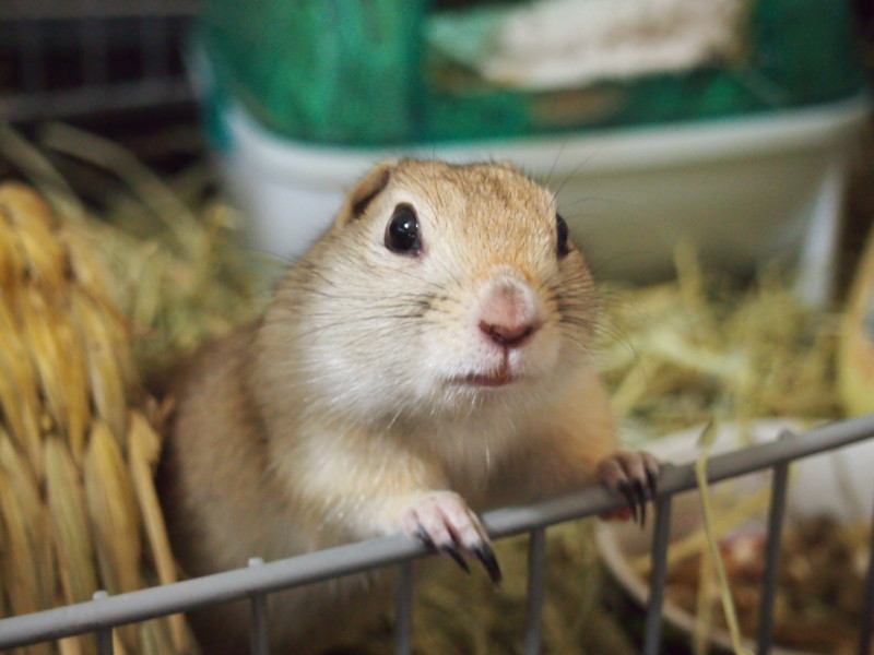 可愛い リチャードソンジリスとは いきいき 生きもの