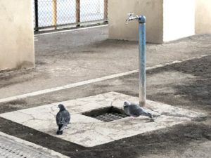 雨の日のお散歩 雨に濡れずにお外を歩きたい いきいき 生きもの