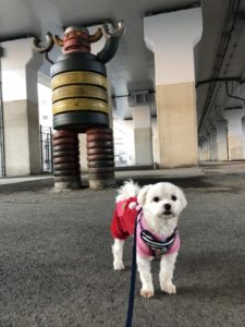 雨の日のお散歩 雨に濡れずにお外を歩きたい いきいき 生きもの