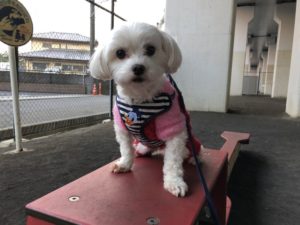 雨の日のお散歩 雨に濡れずにお外を歩きたい いきいき 生きもの