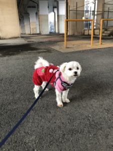 雨の日のお散歩 雨に濡れずにお外を歩きたい いきいき 生きもの