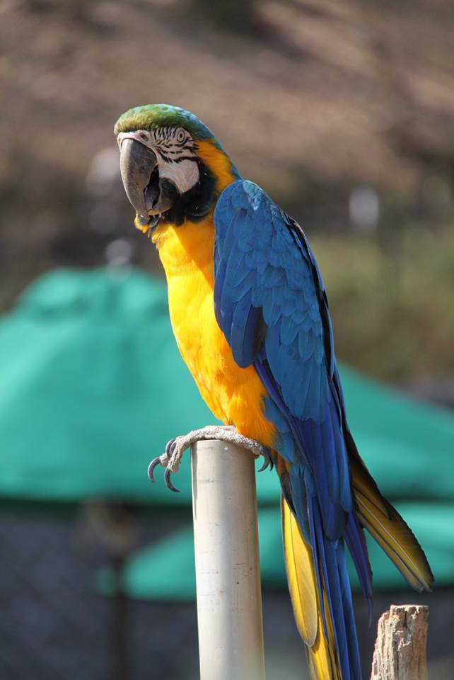 多摩動物公園へおでかけ 鳥編 いきいき 生きもの