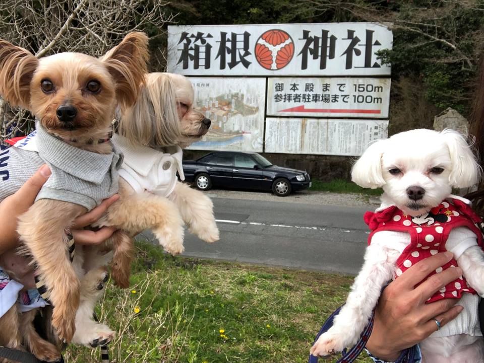 箱根神社 へおでかけ 愛犬と箱根旅行 いきいき 生きもの