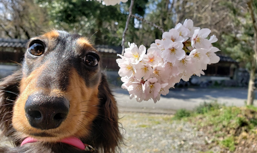 桜が満開！！