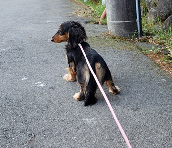 お散歩日和な一日