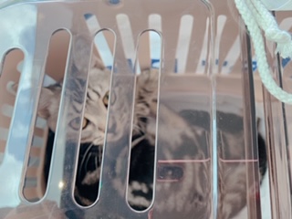 和猫と洋猫の違い いきいき！生きもの - 洋 猫 特徴