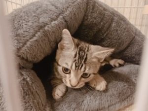 猫がお腹を見せる心理とは？  いきいき！生きもの