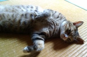 猫はなぜ わざわざ暑い場所に行くの いきいき 生きもの