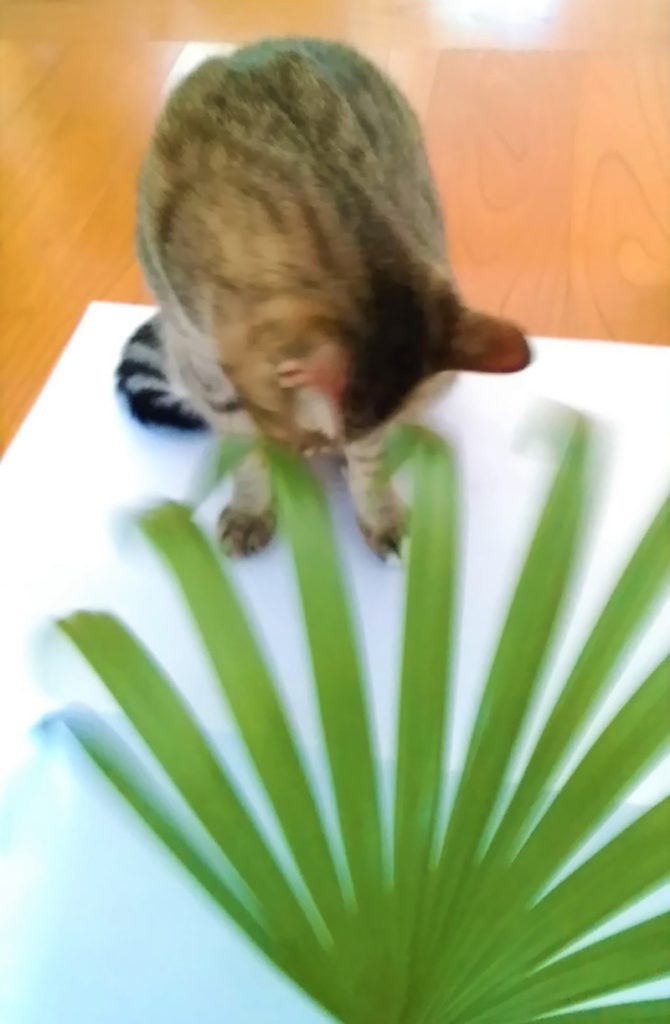 猫草の種類と育て方 いきいき 生きもの