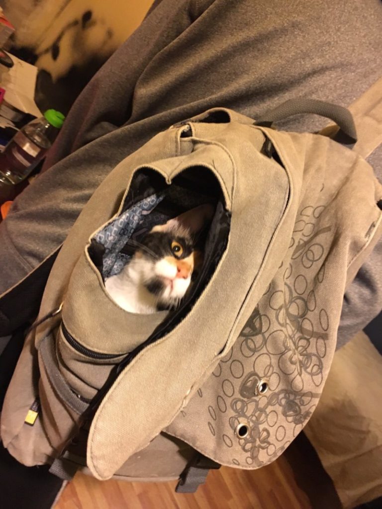 コミカルさに癒される レンクリの表情に注目 いきいき 生きもの