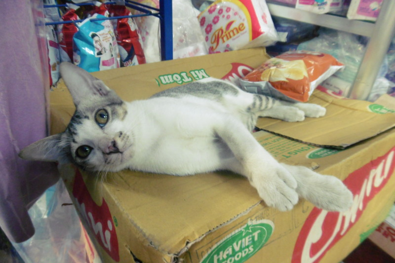 ベトナムの商店で飼われ始めた２匹の仲良し猫ちゃん！