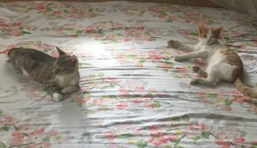 和猫と洋猫の違い  いきいき！生きもの