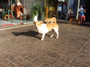 ベトナムに野犬問題はある どのように共生しているの いきいき 生きもの