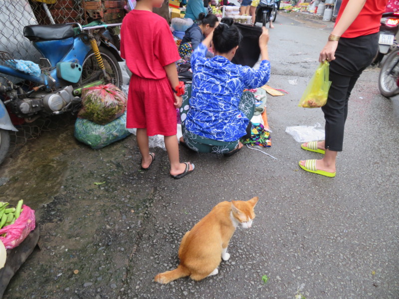 ベトナムの朝市を眺める人懐っこい猫ちゃん