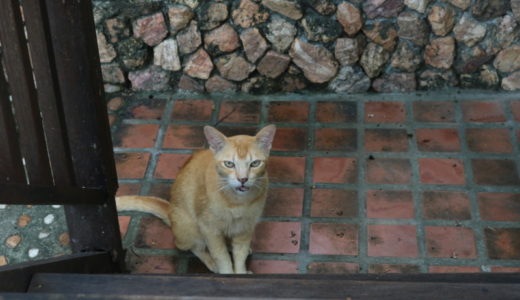 タイで出会ったフレンドリーな猫さん♪