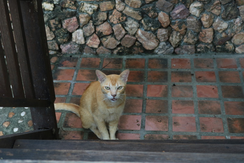 タイで出会ったフレンドリーな猫さん♪