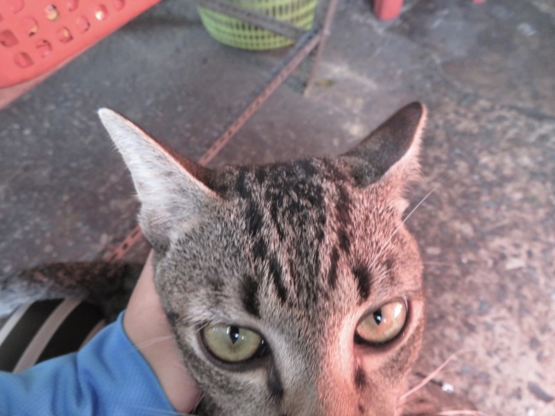 ベトナムで元気な猫ちゃんのベストショットを撮るためには？