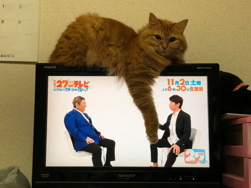 猫の手も借りたい？猫の手はお邪魔？お邪魔虫ネコちゃん！  いきいき 