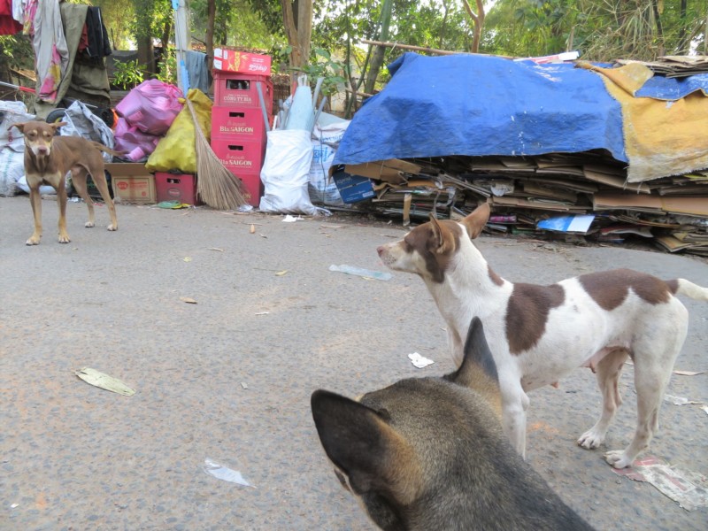 ベトナムの銀行の犬の行方…食べられたって、本当？