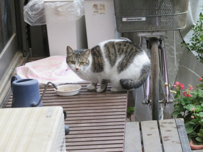 猫はドッグフードを食べるの いきいき 生きもの