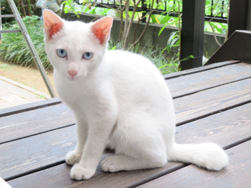 白猫が増殖中…地域猫とご近所関係