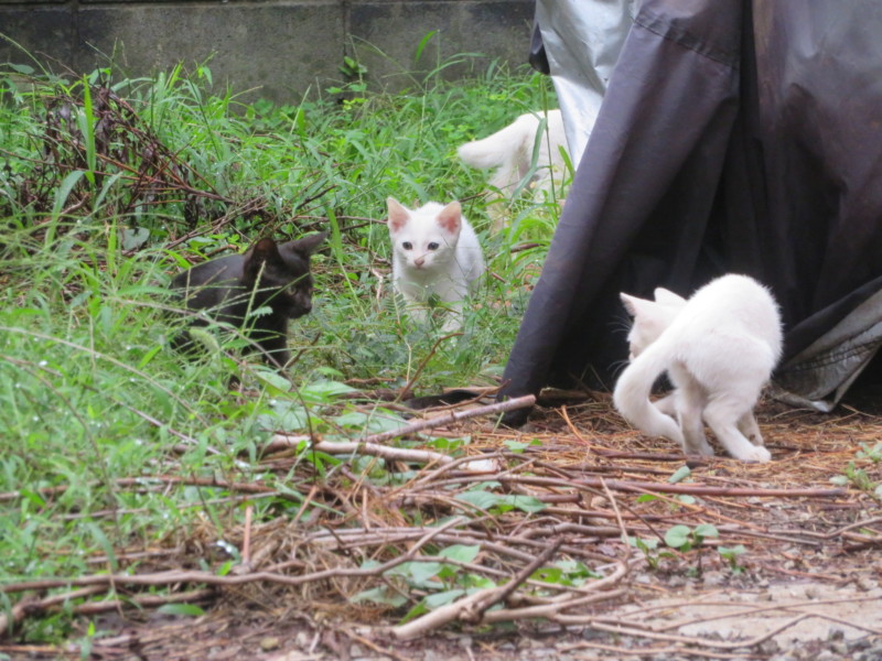 白猫が増殖中…地域猫とご近所関係