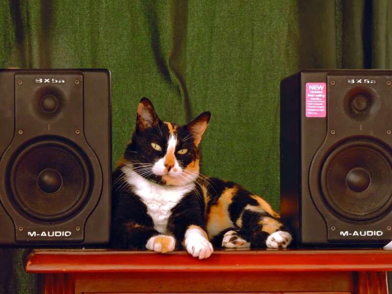 猫はどんな音楽が好きなの？