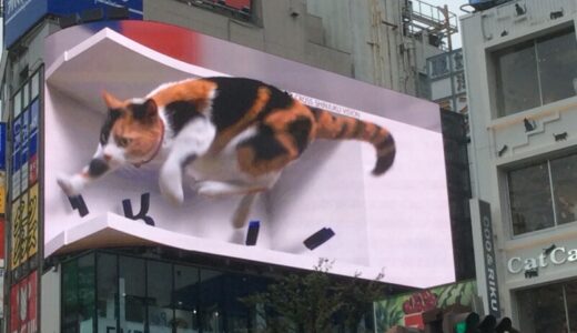 新宿東口のモニターに出現！巨大看板猫について