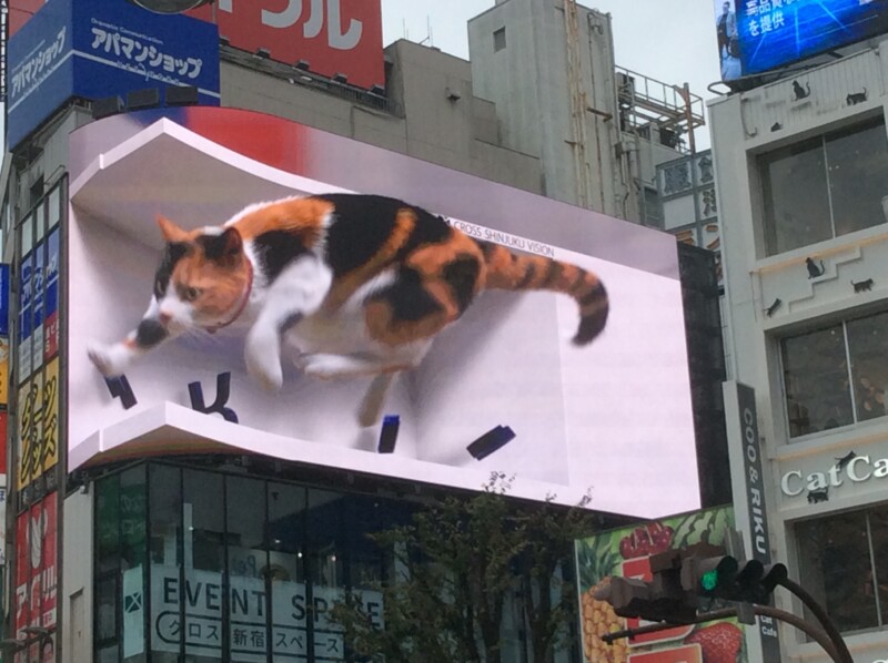 新宿東口のモニターに出現！巨大看板猫について