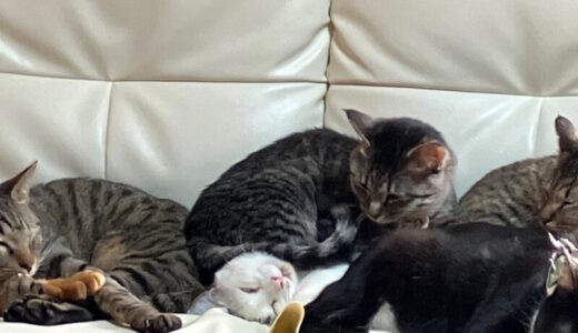 トラ柄の猫は何種類いるの？（1）