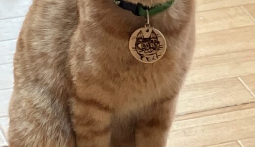 猫のひげを切るとどうなるの？
