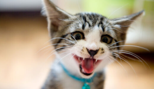 猫のかわいい鳴き声には種類がある？猫が鳴くときの気持ちは？
