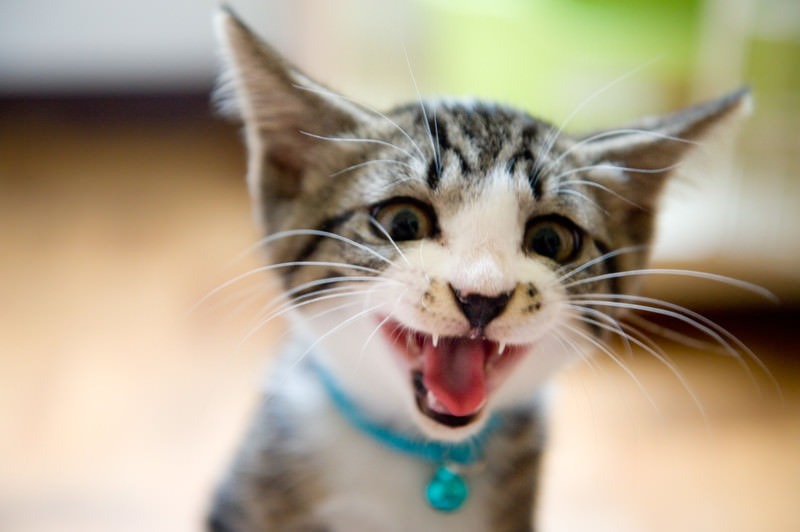 猫のかわいい鳴き声には種類がある？猫が鳴くときの気持ちは？