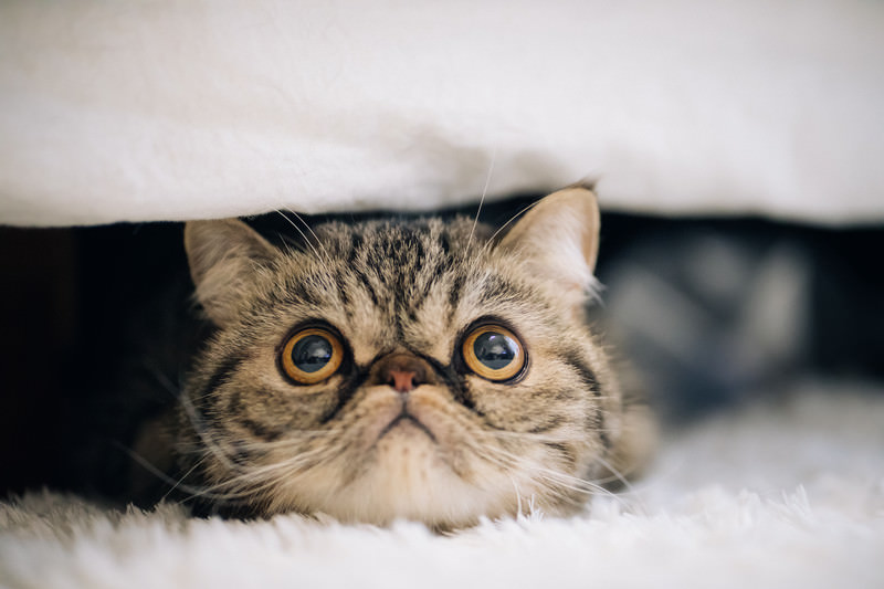 猫のかわいさの秘密はベビースキーマ？人間が本能的にかわいいと感じる理由とは？