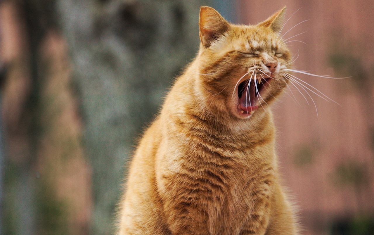 地域猫は保護する？世話する？