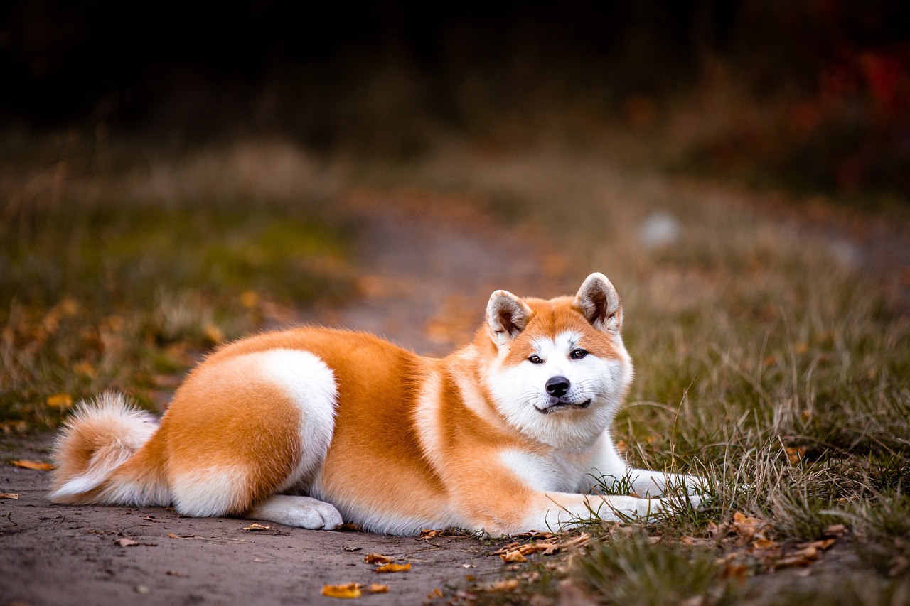 海外の著名人に愛される秋田犬たち