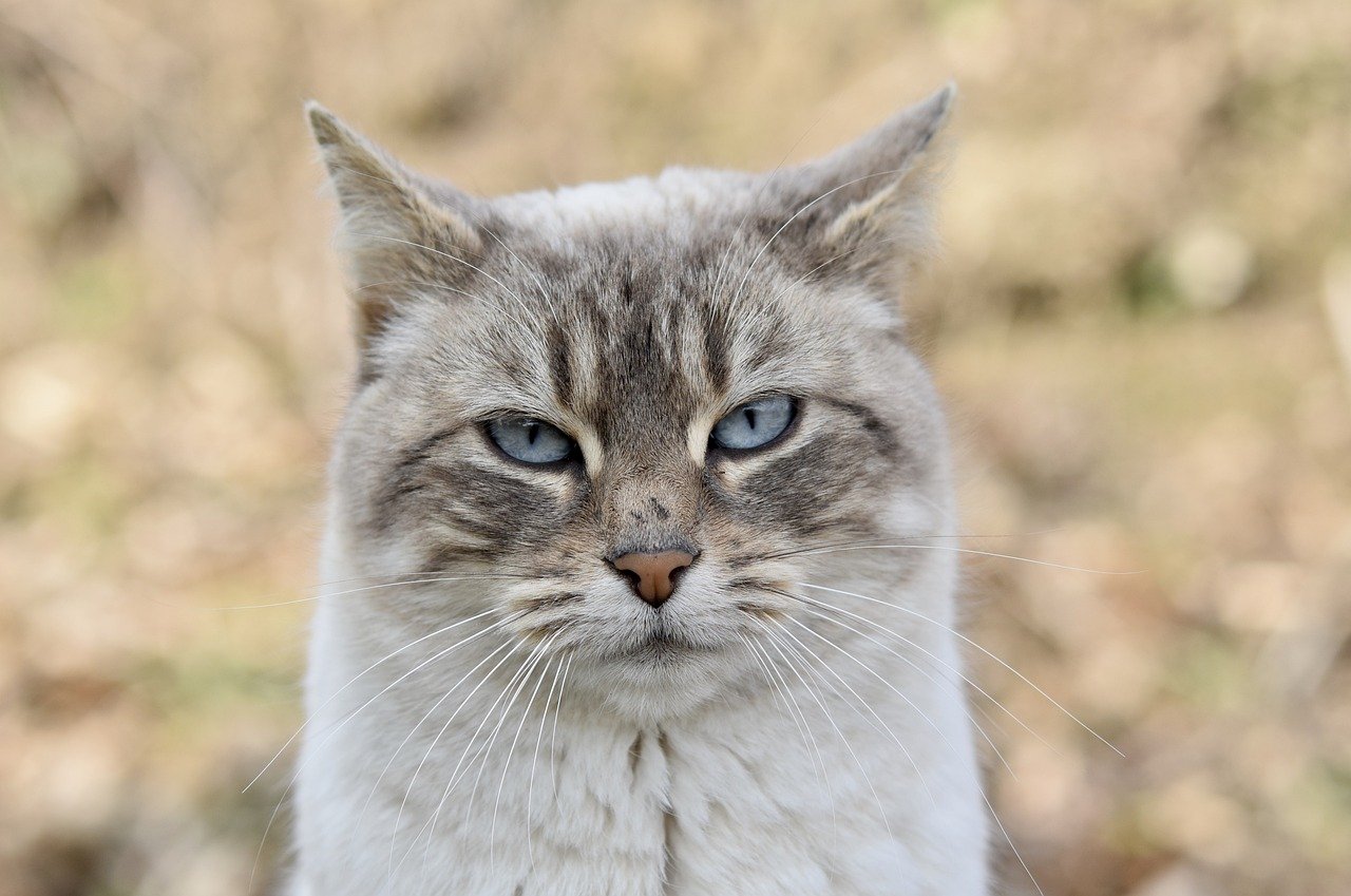 台風のとき猫はどこにいるの？飛ばされる？