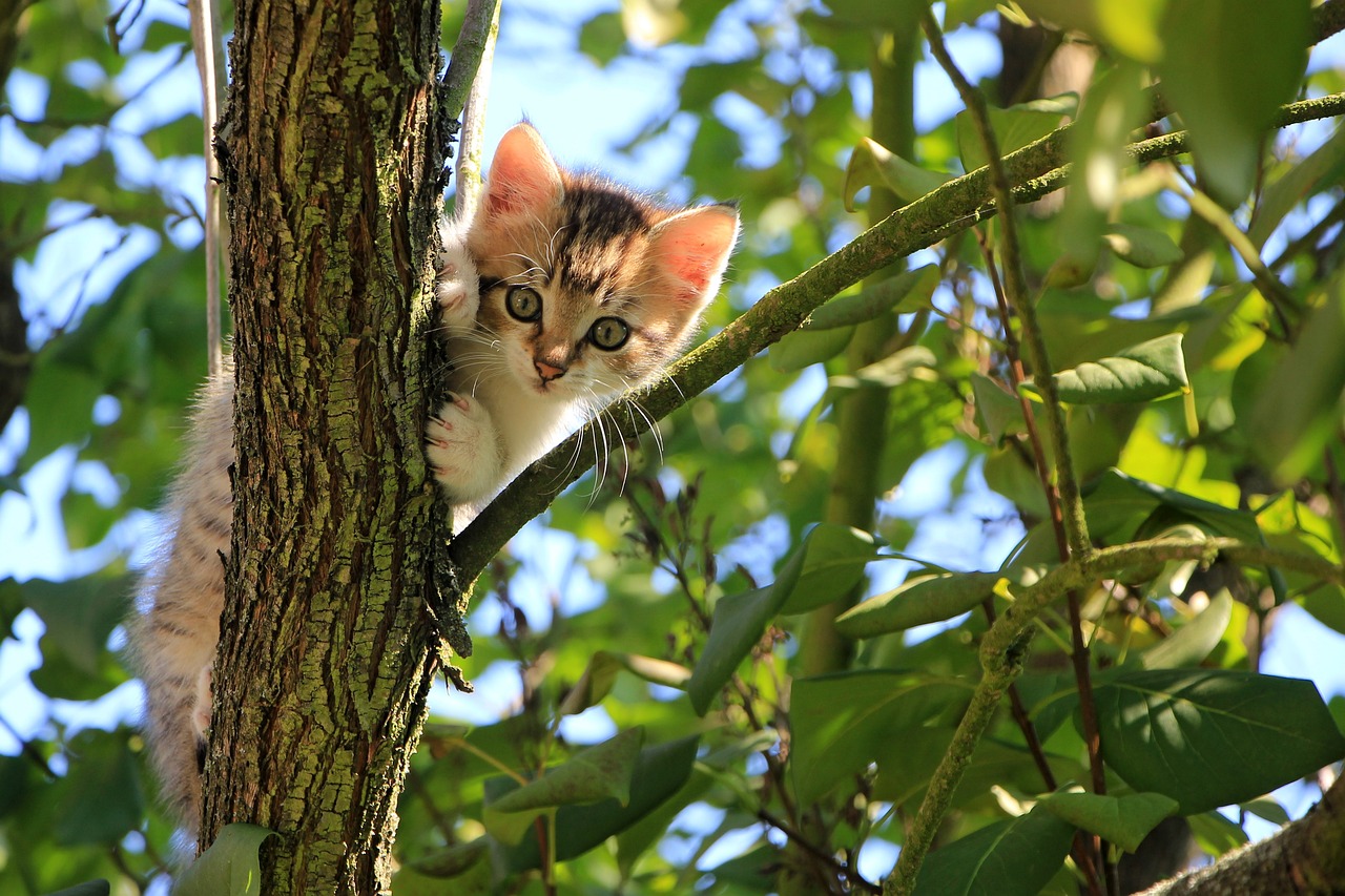 猫が仔猫を連れてくるのはなぜ？母性本能？