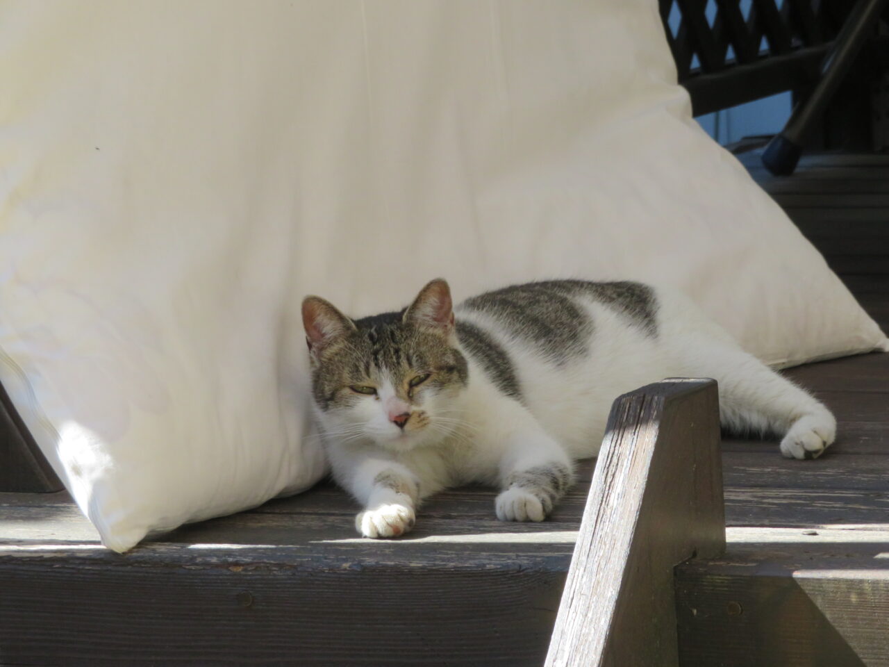 猫は飼い主をどう思っているの？